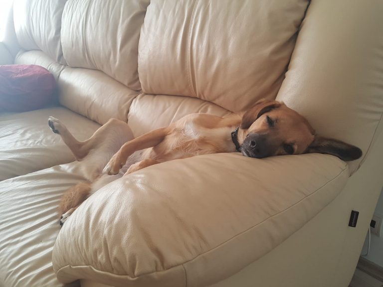 How To Recharge Your Mind For Increased Productivity 6 Sleeping dog on a couch Luxafor